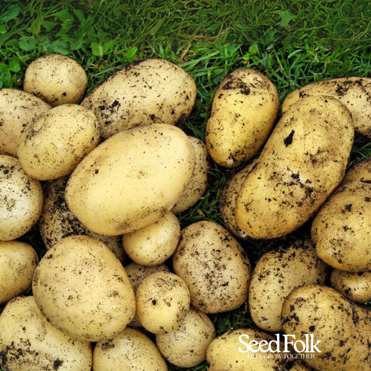 Charlotte Potatoes