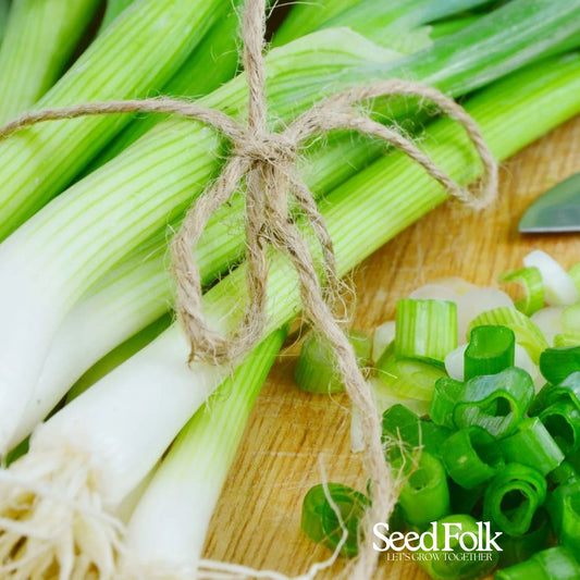 Spring Onion