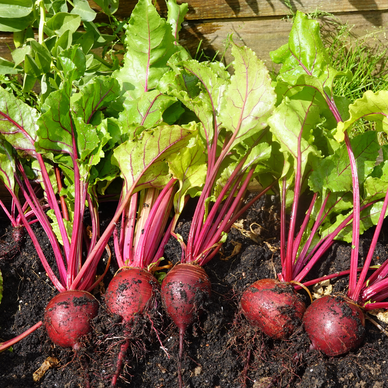 Beetroot Growing Guide – Seed Folk