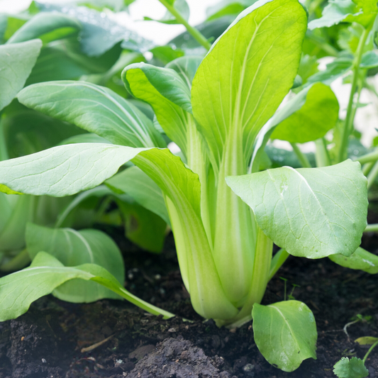 Pak Choi