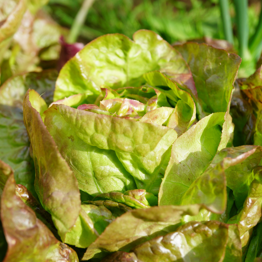 Butterhead Lettuce