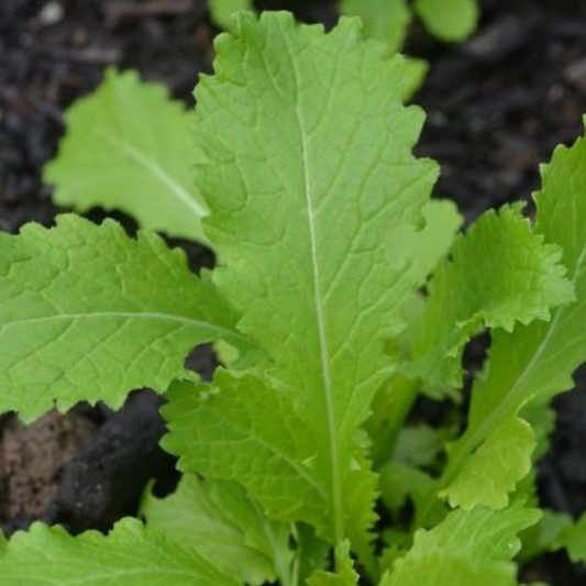 Mustard Greens