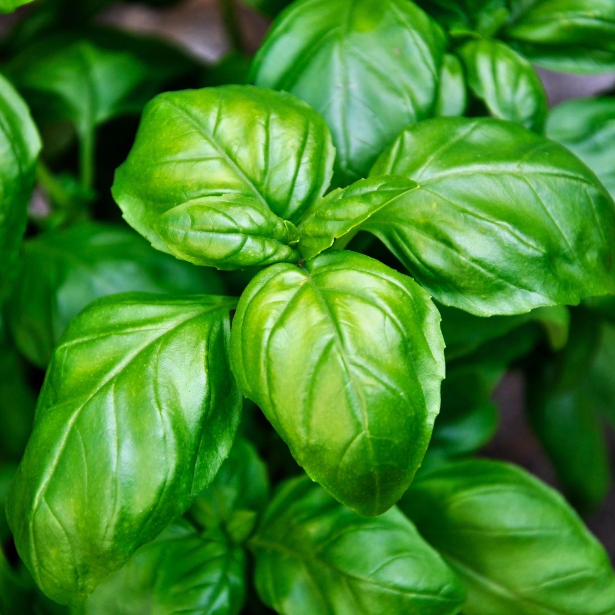 Basil Rk BASIL GROW KIT – Seed Folk