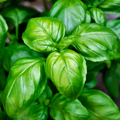 Basil