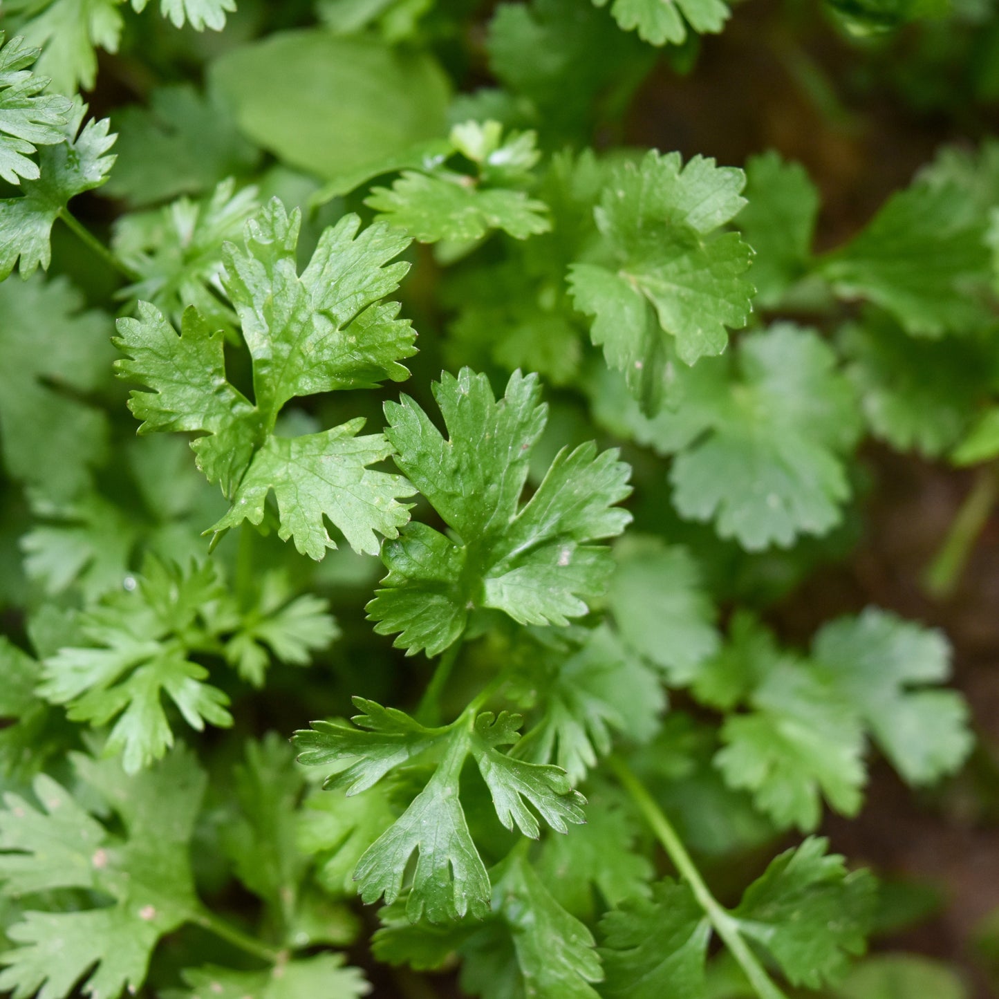 Home grown coriander from seed.