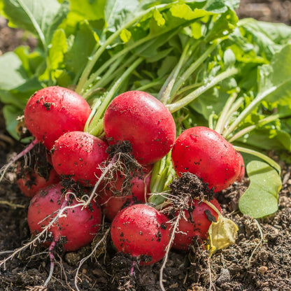 Radish - Cherry Belle