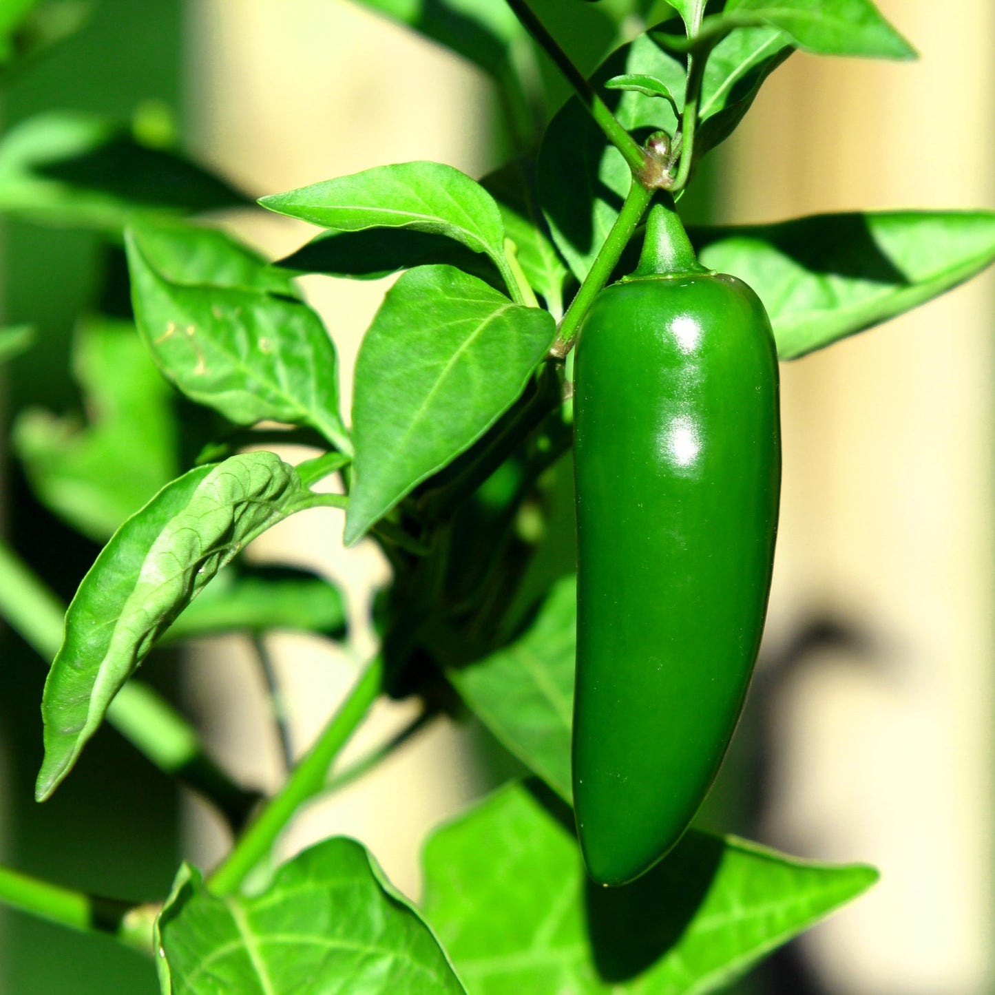 Jalapeño Chilli Pepper