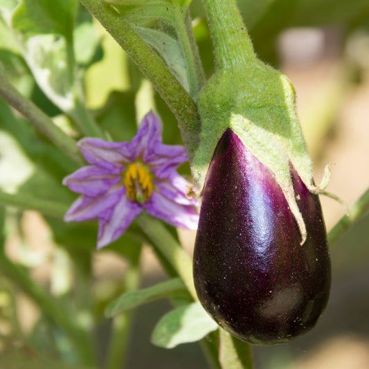 Aubergine - Black Beauty