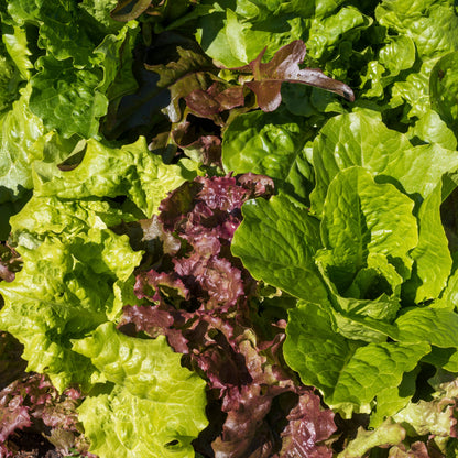 Lettuce Mixed Leaves