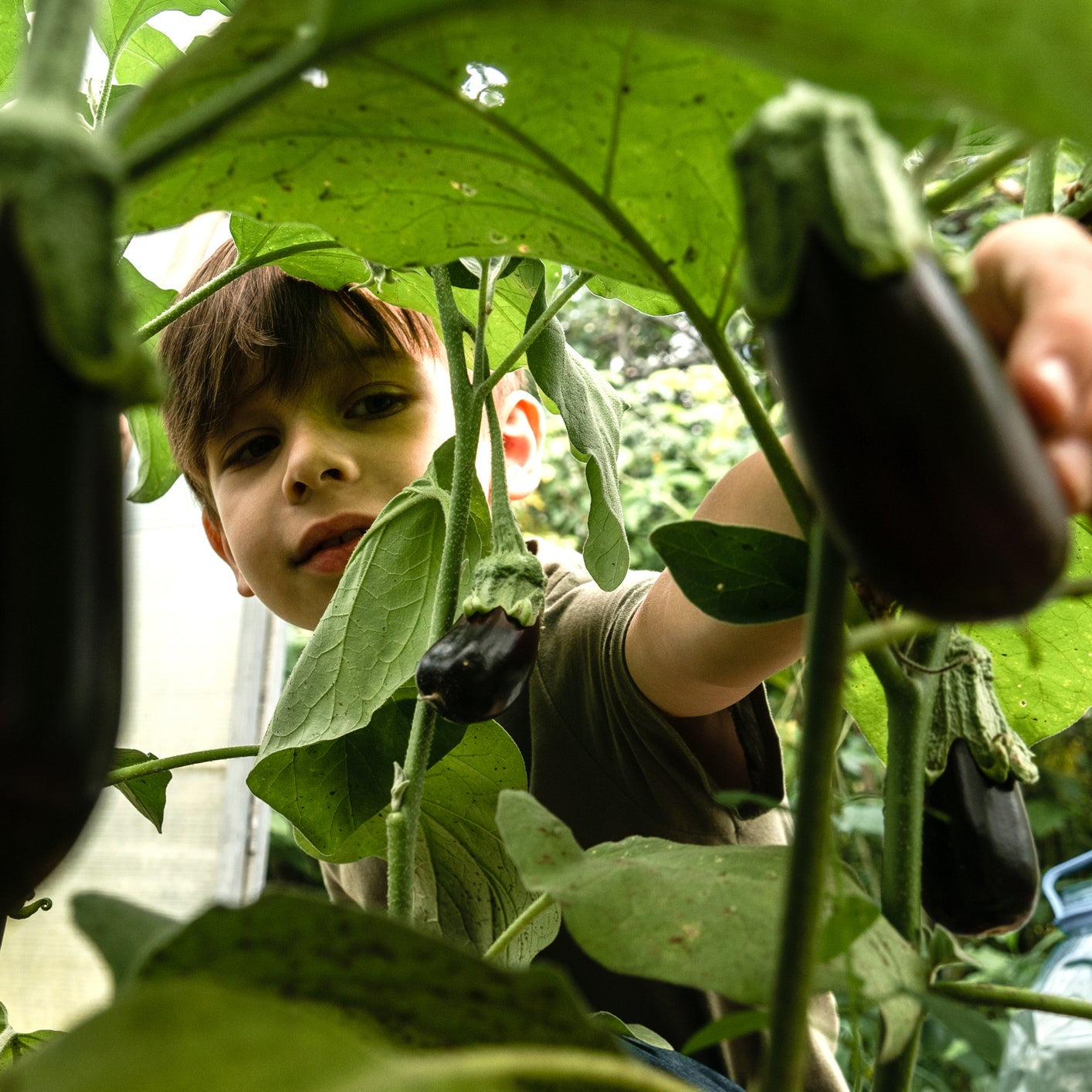 Aubergine - Black Beauty