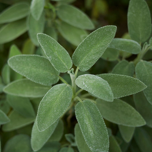 Sage